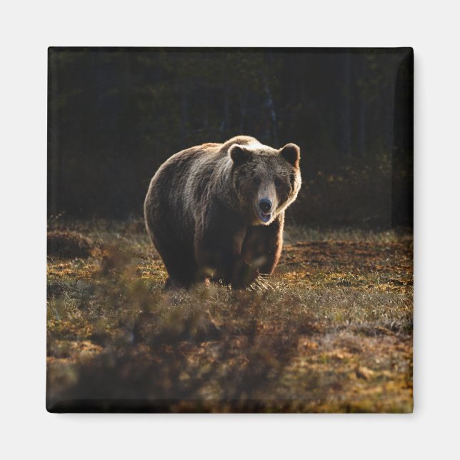 Imã Ímã de Urso (Frente)