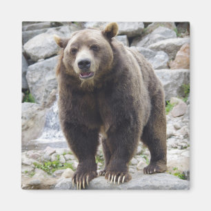 Imã ímã de urso kodiak