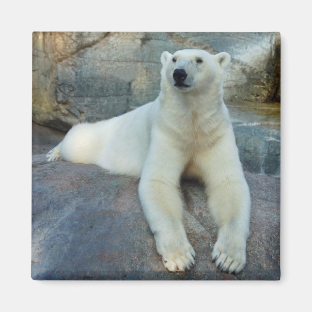 Imã ímã de Urso Polar (Frente)
