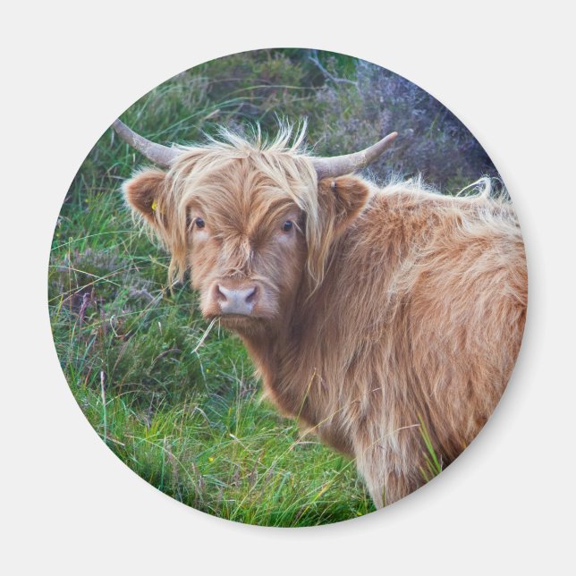 Imã Ímã de Vaca Jovem das Terras Altas (Frente)