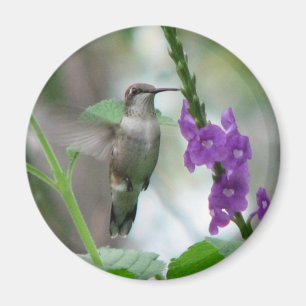 Imã ímã de Vervain da Rubi-garganta