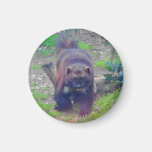 Imã Ímã de Wolverine #1