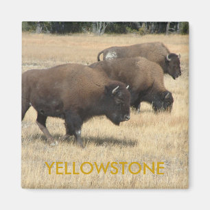 Imã Ímã de Yellowstone do búfalo