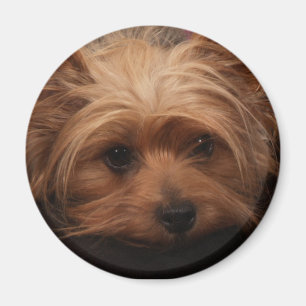 Imã Ímã de Yorkie