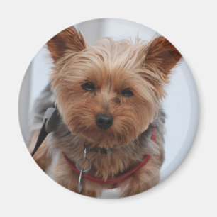 Imã Ímã de Yorkie