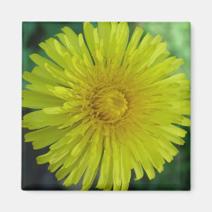 Imã Ímã - dente-de-leão