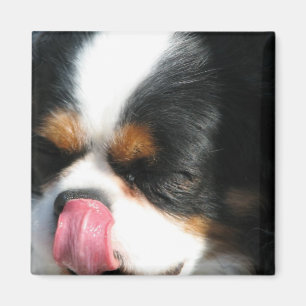 Imã Ímã descuidado bonito do cão de Spanial