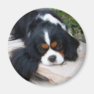 Imã Ímã descuidado do Spaniel de rei Charles
