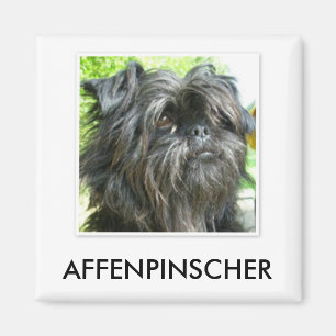 Imã Ímã do Affenpinscher