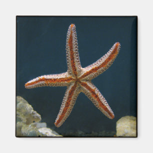 Imã Ímã do amor da estrela do mar