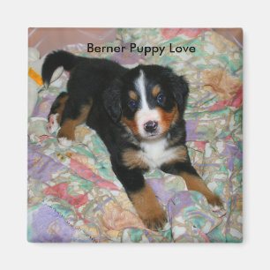 Imã Ímã do amor de filhote de cachorro de Berner