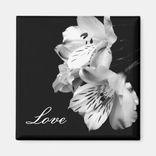 Imã Ímã do amor do lírio do Alstroemeria
