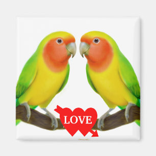 Imã Ímã do amor do Lovebird