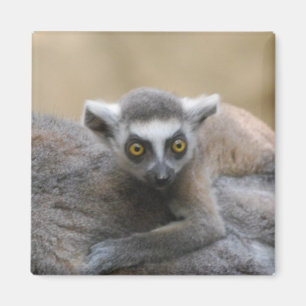 Imã Ímã do bebê do Lemur