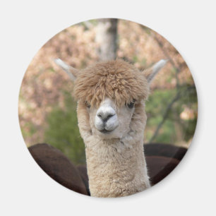 Imã Ímã do Belle da alpaca