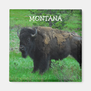 Imã Ímã do bisonte de Montana