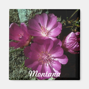 Imã Ímã do Bitterroot da flor de estado de Montana