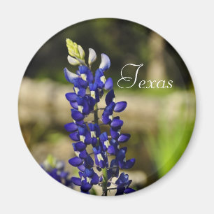 Imã Ímã do Bluebonnet de Texas
