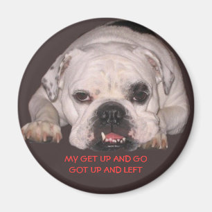 Imã Ímã do buldogue