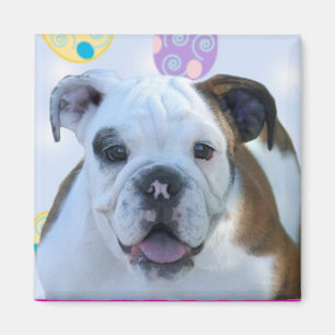 Imã Ímã do buldogue dos cumprimentos da páscoa