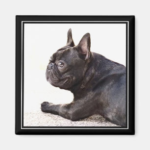 Imã Ímã do buldogue francês