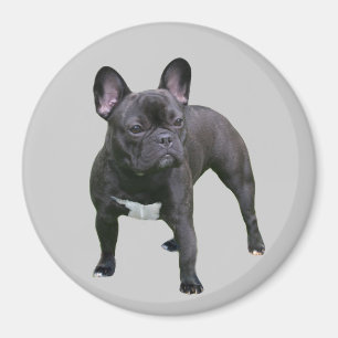 Imã Ímã do buldogue francês
