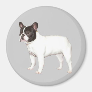 Imã Ímã do buldogue francês