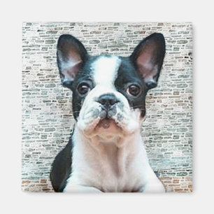 Imã Ímã do buldogue francês