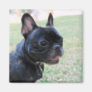 Imã Ímã do buldogue francês