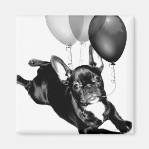 Imã Ímã do buldogue francês do aniversário