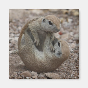 Imã Ímã do burburinho do esquilo