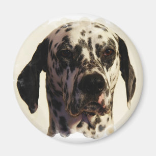 Imã Ímã do cão de Dalmation