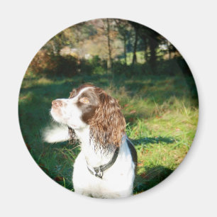 Imã Ímã do cão do Spaniel de Springer