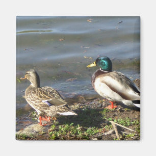 Imã Ímã do casal do pato do pato selvagem