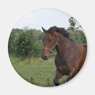 Imã Ímã do cavalo de baía