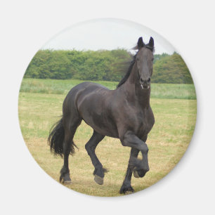 Imã Ímã do cavalo do frisão