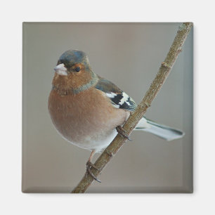 Imã Ímã do Chaffinch