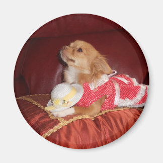 Imã ímã do chi partido