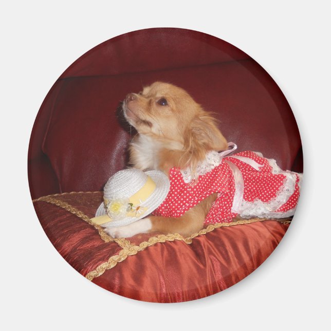 Imã ímã do chi partido (Frente)