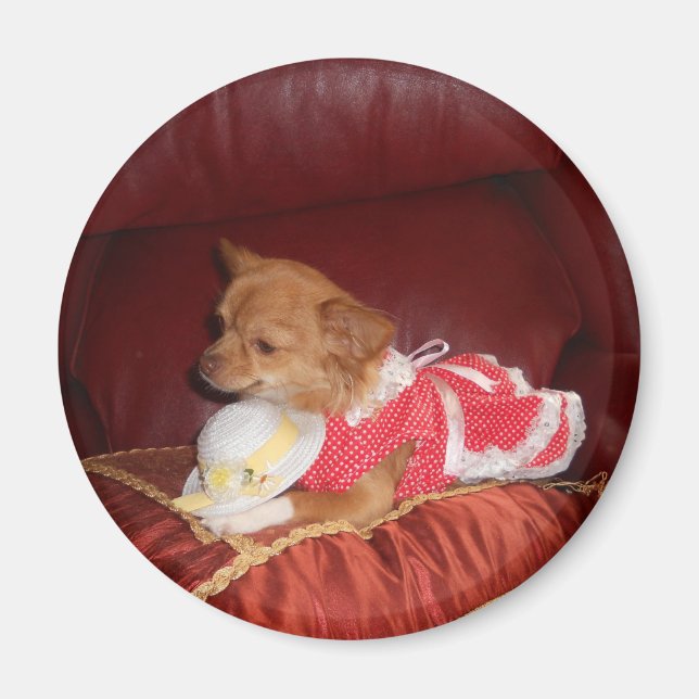 Imã ímã do chi partido (Frente)