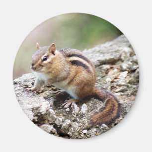 Imã Ímã do Chipmunk