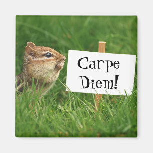 Imã Ímã do Chipmunk de Carpe Diem