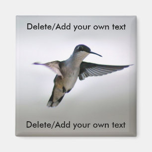 Imã Ímã do colibri