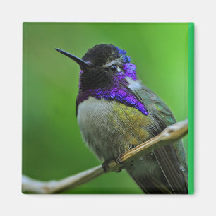 Imã Ímã do colibri