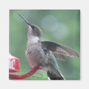 Imã Ímã do colibri
