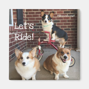 Imã Ímã do Corgi