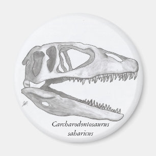 Imã Ímã do crânio do saharicus do Carcharodontosaur