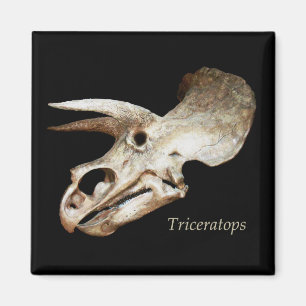 Imã Ímã do crânio do Triceratops