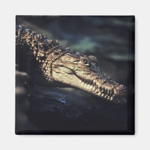 Imã Ímã do crocodilo do caimão