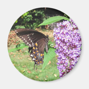 Imã Ímã do ~ da borboleta de Spicebush